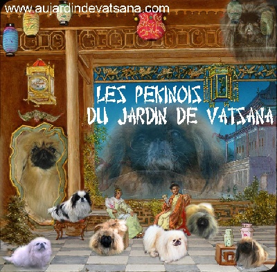 du jardin de vatsana - Les Pékinois du Jardin de Vatsana