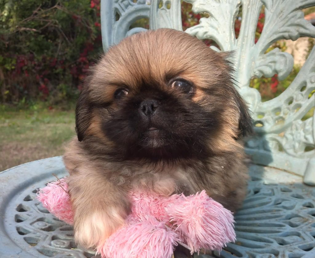 du jardin de vatsana - Chiot disponible  - Pekinois