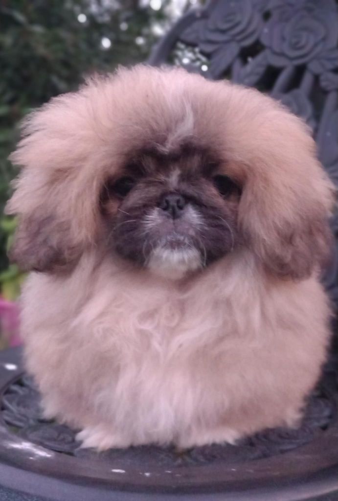 du jardin de vatsana - Chiot disponible  - Pekinois