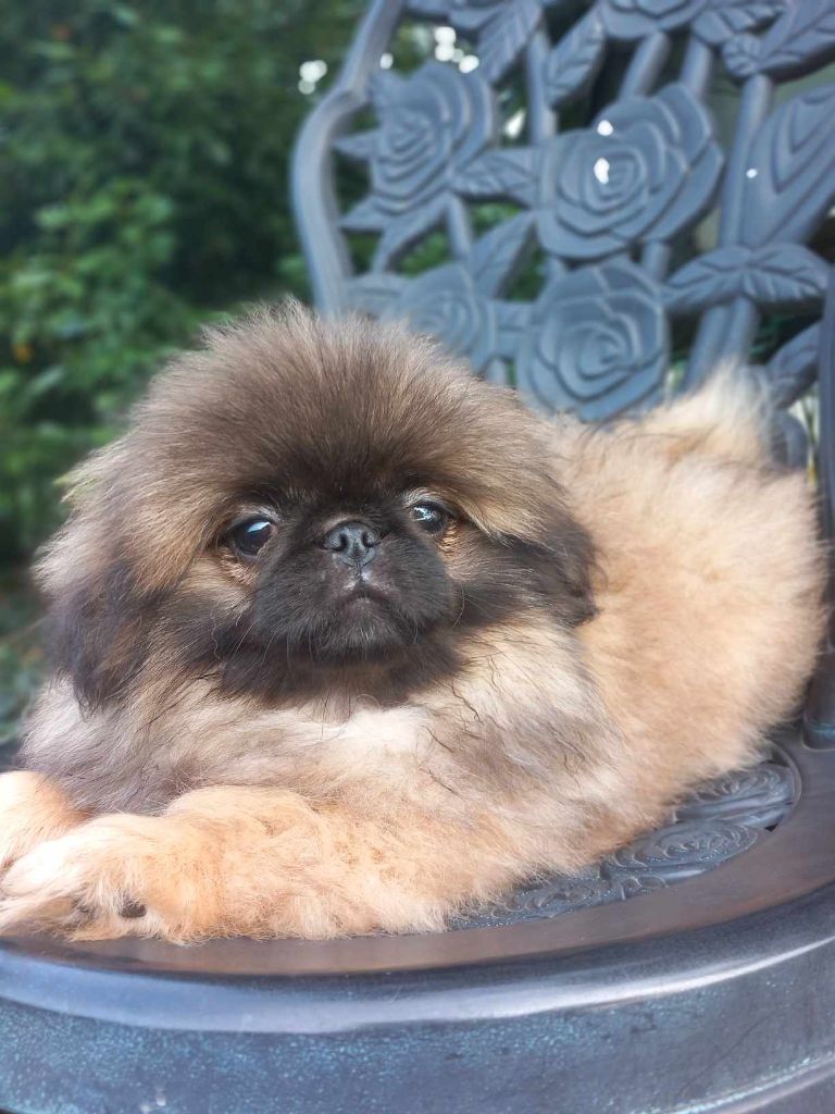 du jardin de vatsana - Chiot disponible  - Pekinois