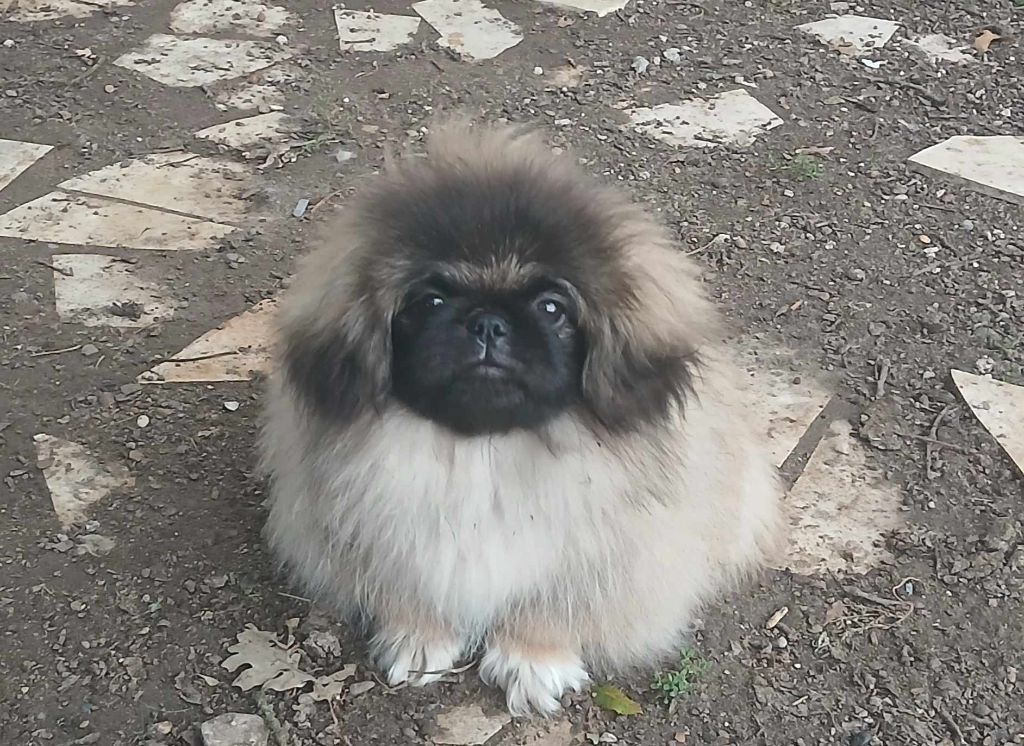 du jardin de vatsana - Chiot disponible  - Pekinois