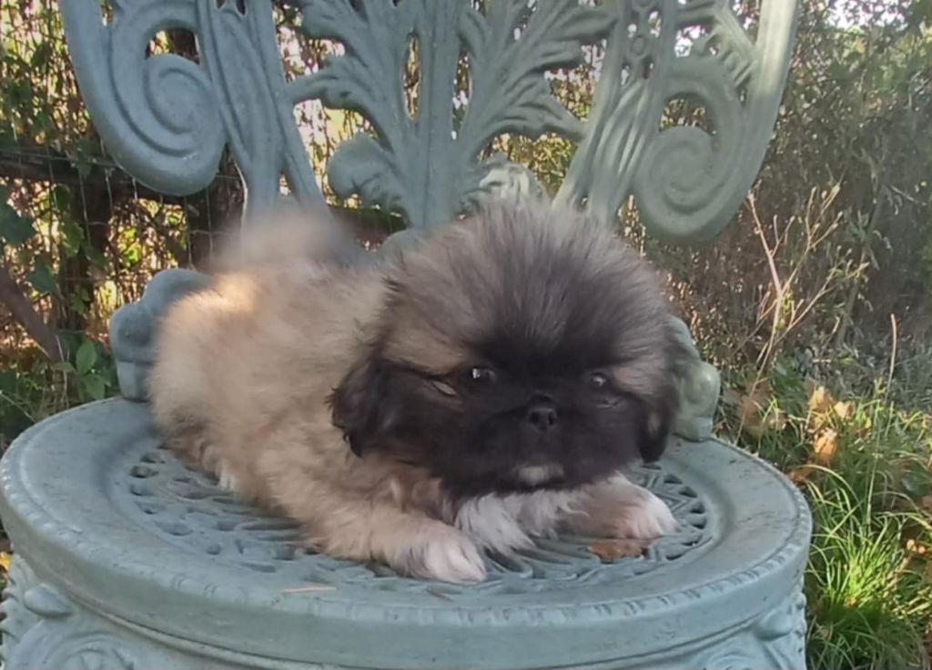 du jardin de vatsana - Chiot disponible  - Pekinois