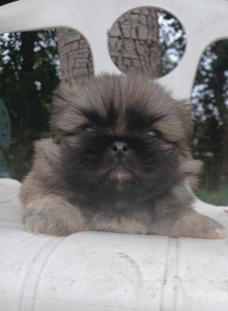 du jardin de vatsana - Chiot disponible  - Pekinois