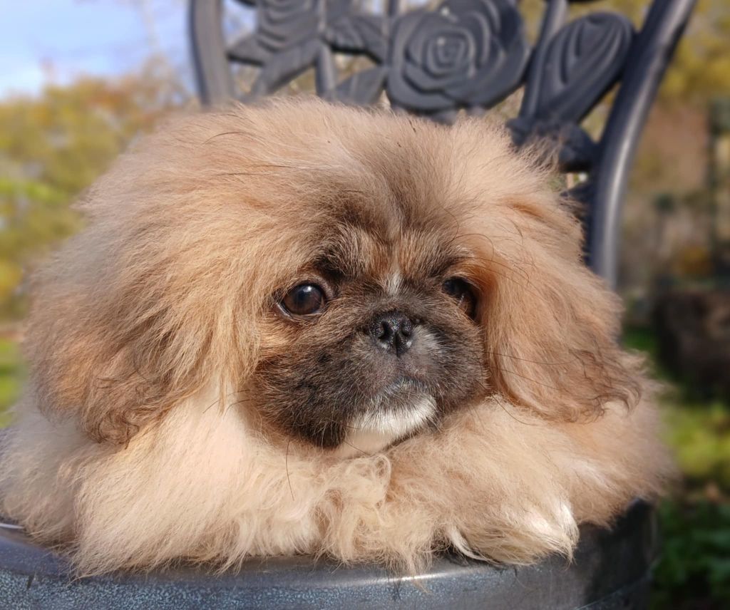 du jardin de vatsana - Chiot disponible  - Pekinois