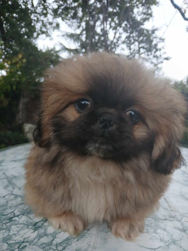 du jardin de vatsana - Chiot disponible  - Pekinois