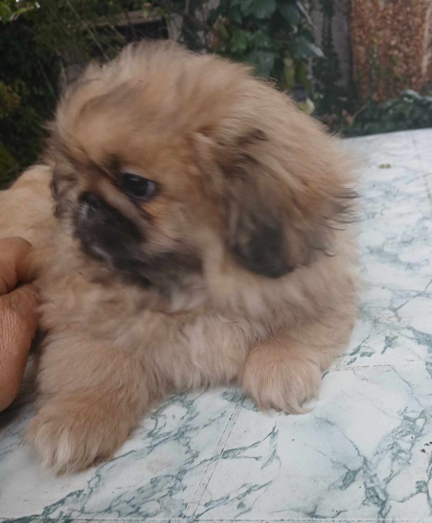 du jardin de vatsana - Chiot disponible  - Pekinois