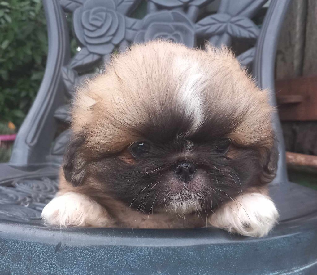 du jardin de vatsana - Chiot disponible  - Pekinois