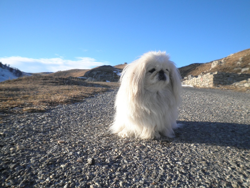 Fair lady snow du jardin de vatsana