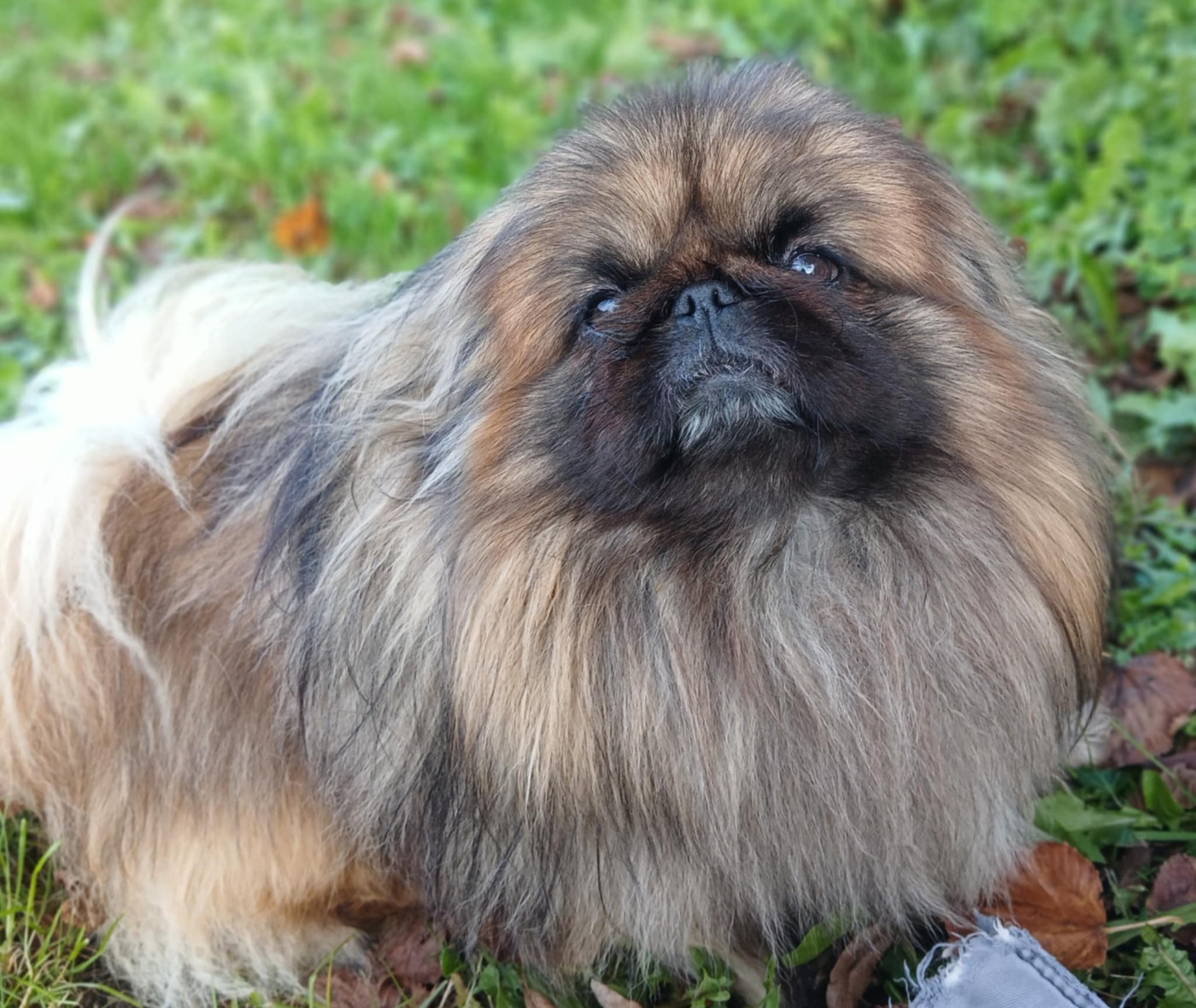 Tommy du jardin de vatsana