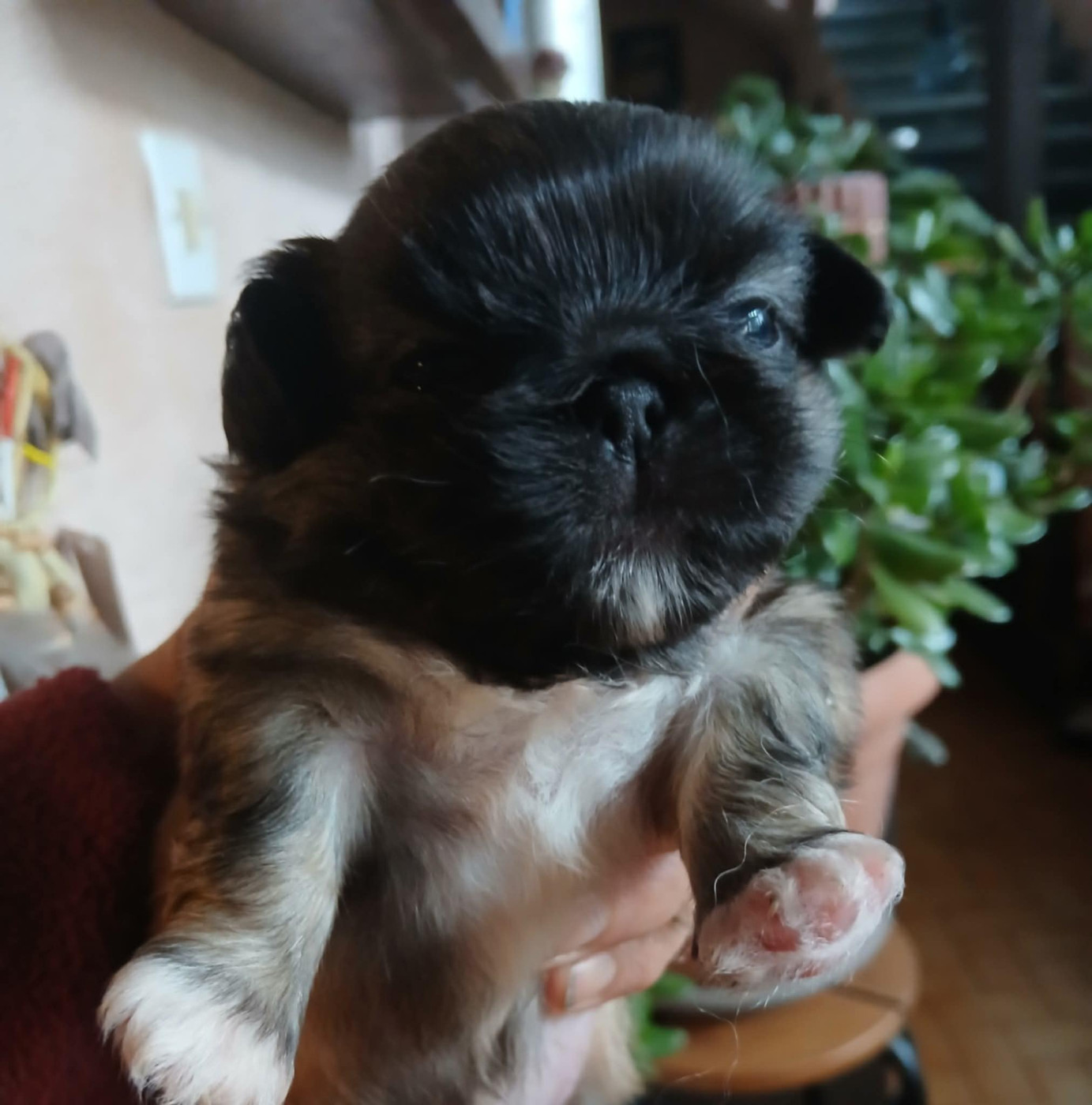 du jardin de vatsana - Chiots disponibles - Pekinois