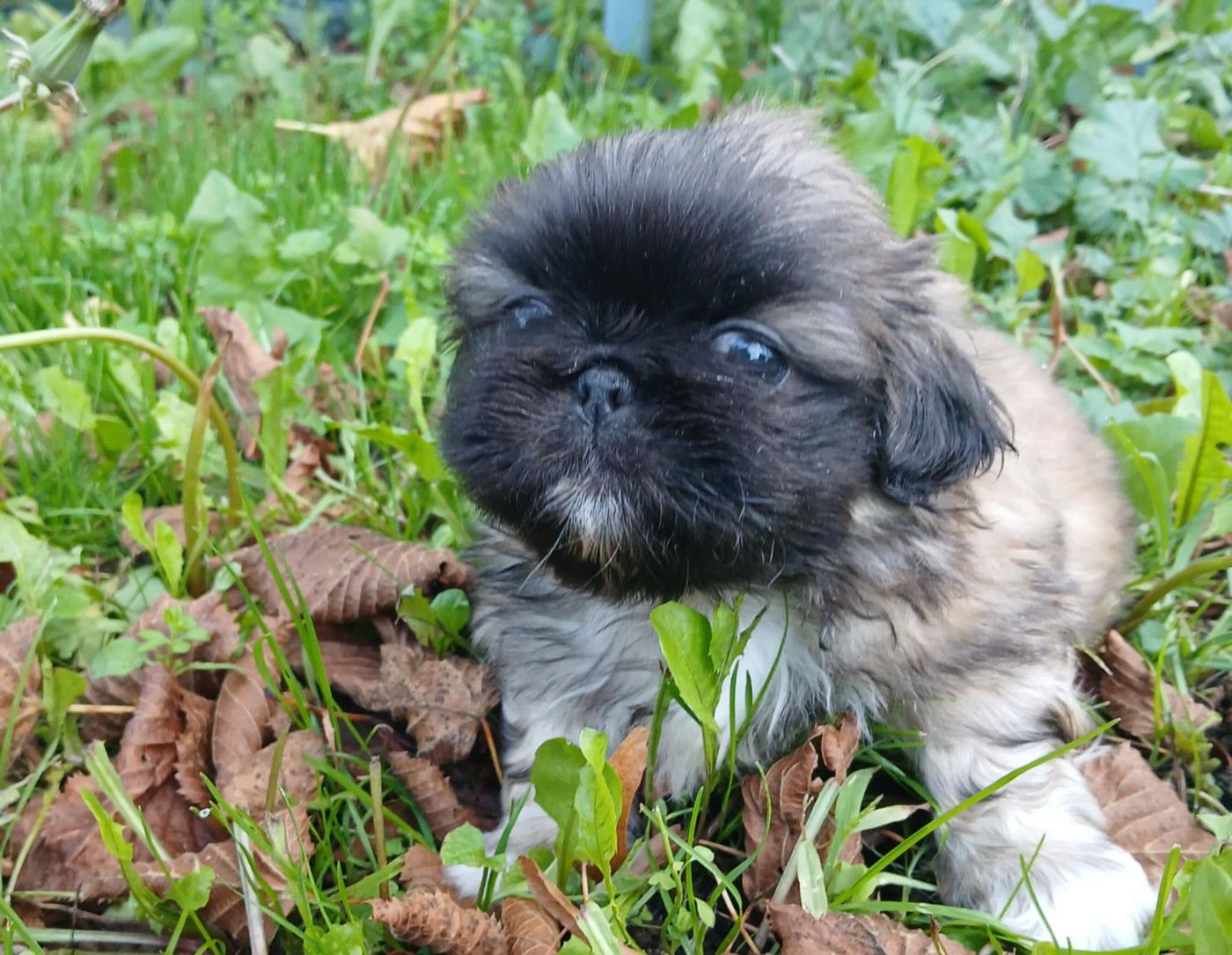 du jardin de vatsana - Chiots disponibles - Pekinois