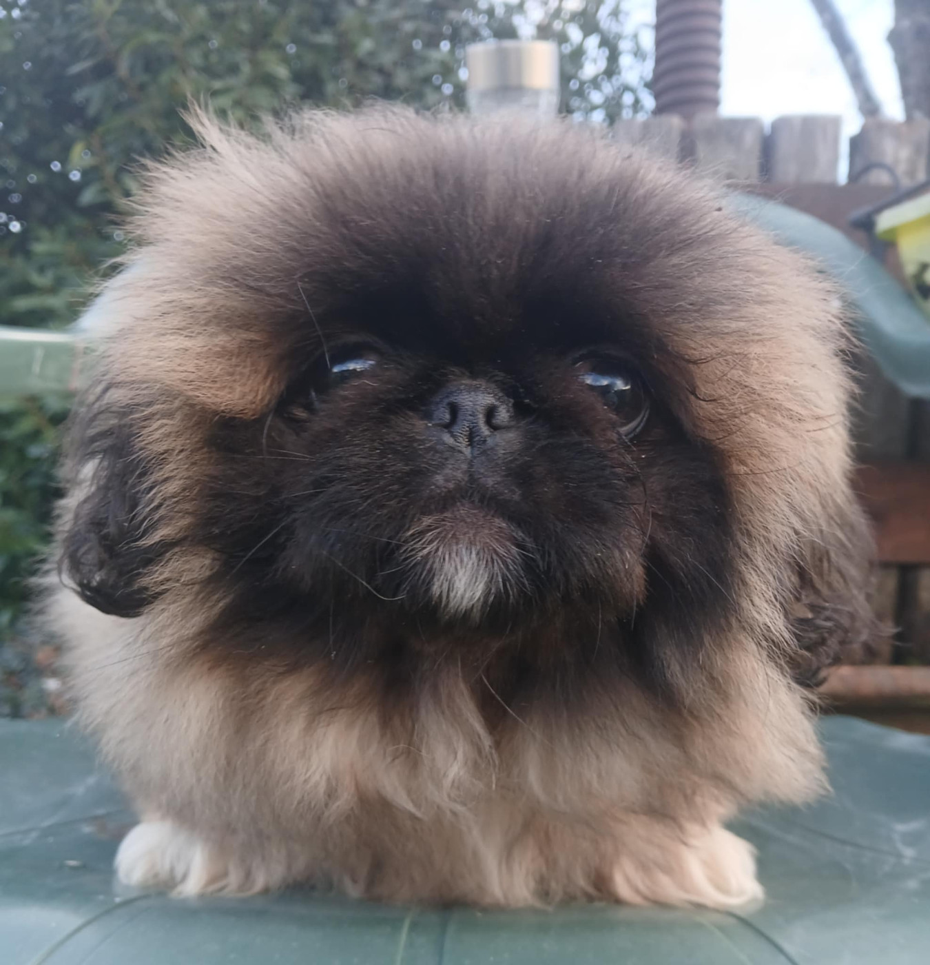 du jardin de vatsana - Chiots disponibles - Pekinois