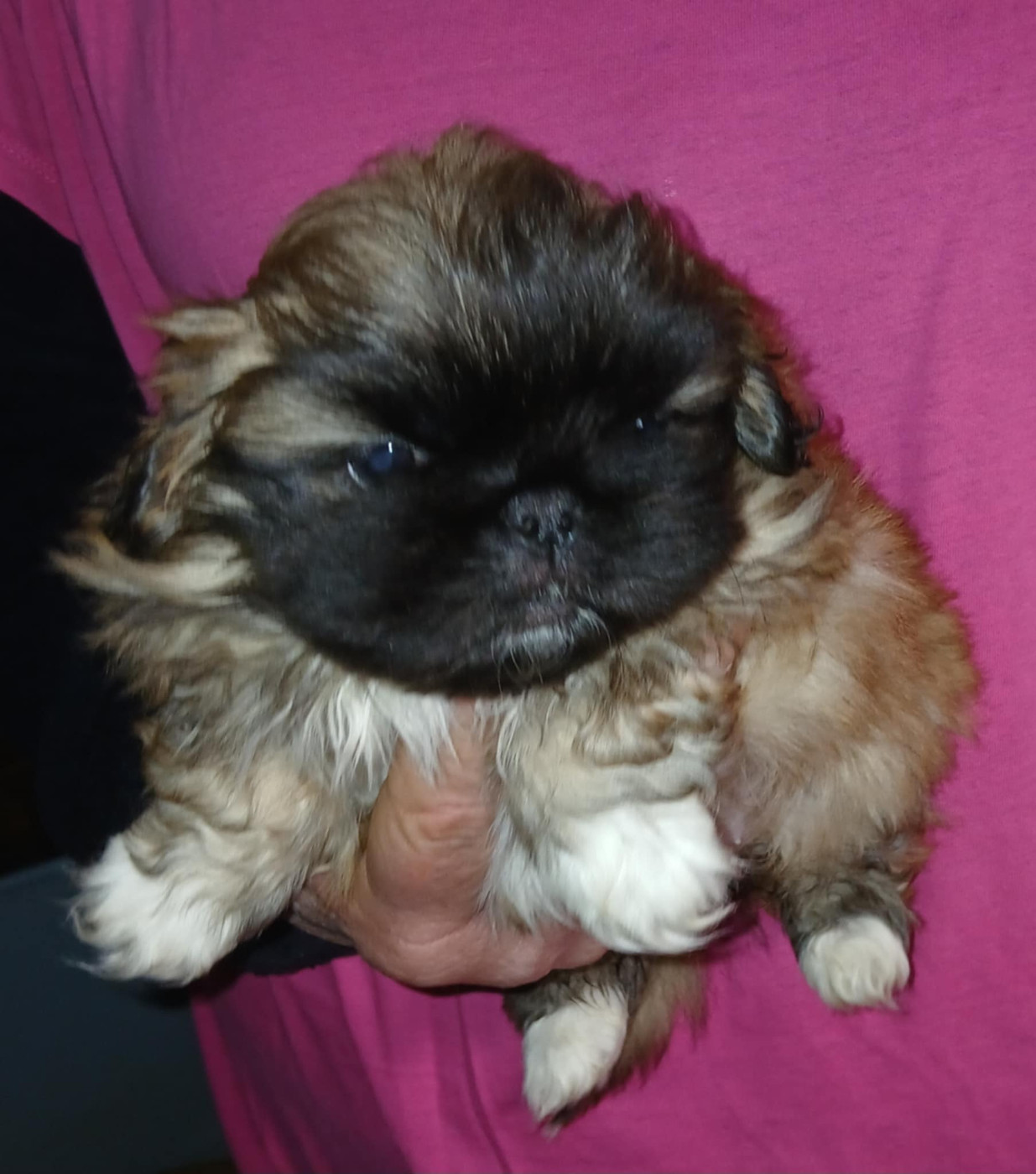 du jardin de vatsana - Chiots disponibles - Pekinois