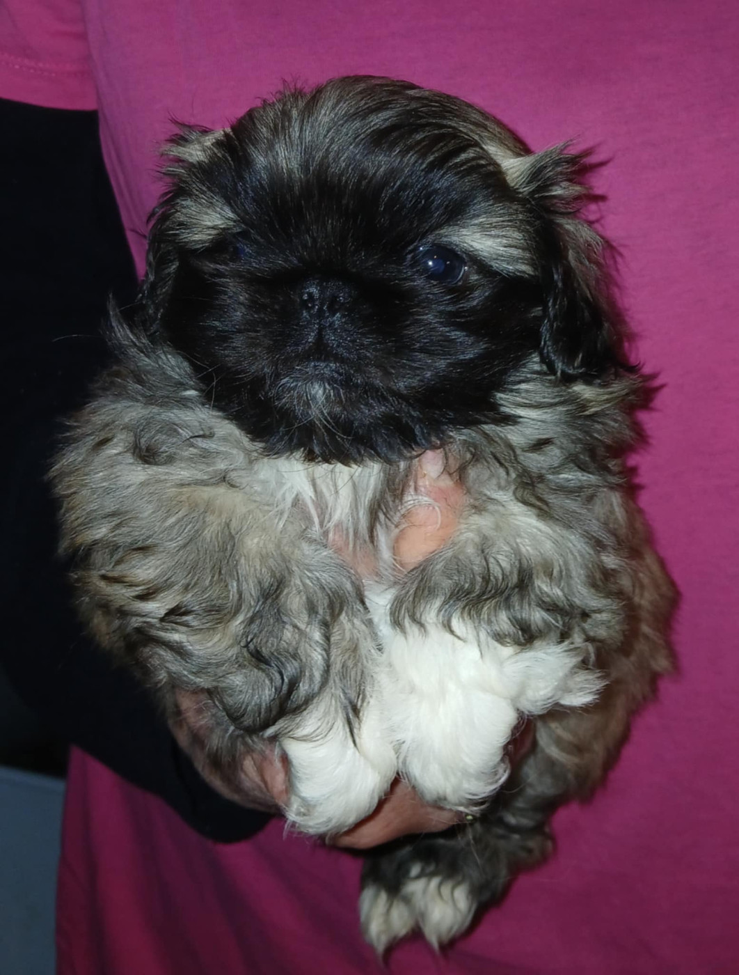du jardin de vatsana - Chiots disponibles - Pekinois