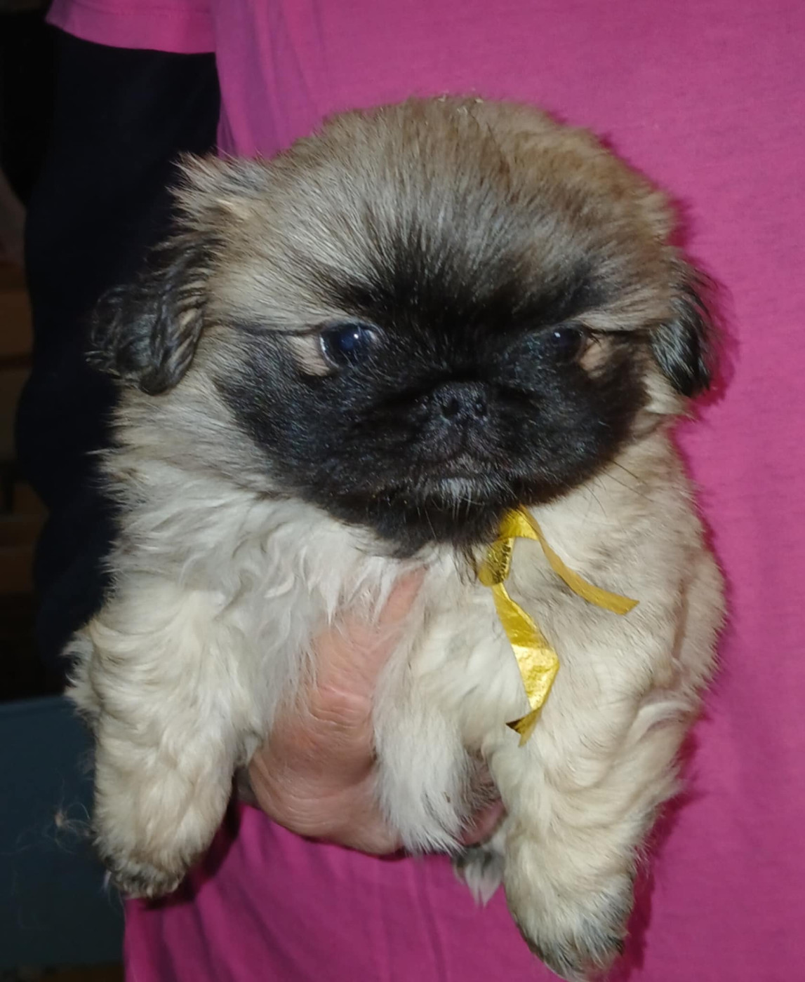 du jardin de vatsana - Chiots disponibles - Pekinois