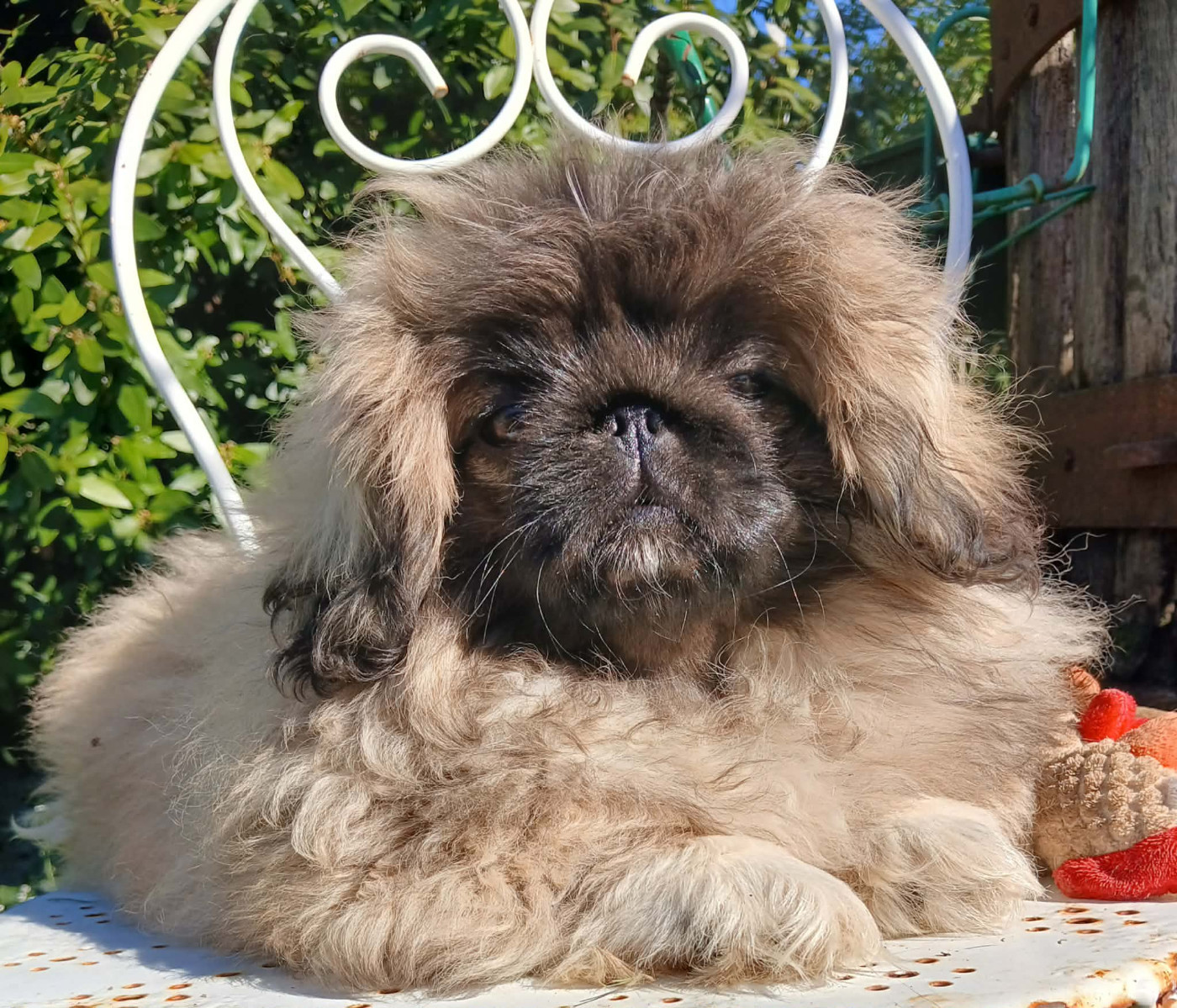 du jardin de vatsana - Chiots disponibles - Pekinois
