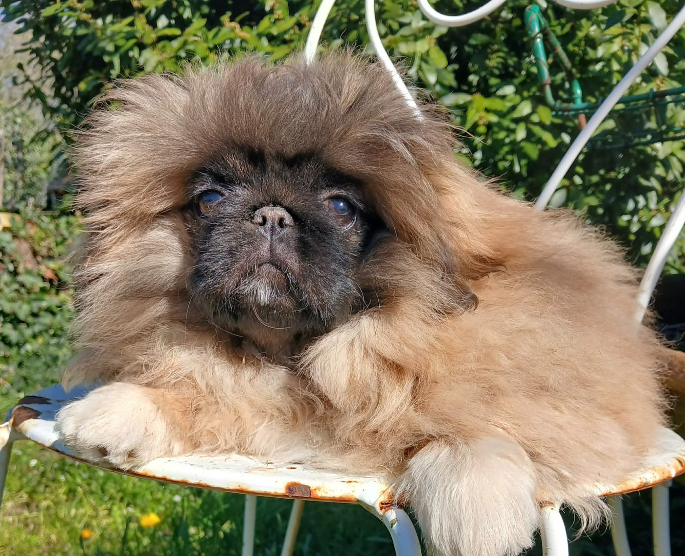 du jardin de vatsana - Chiots disponibles - Pekinois