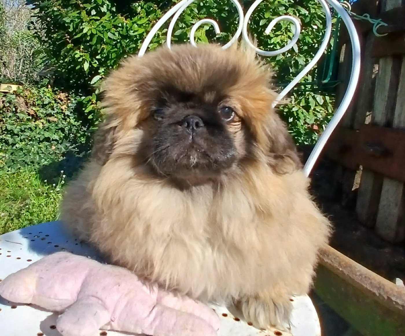 du jardin de vatsana - Chiots disponibles - Pekinois