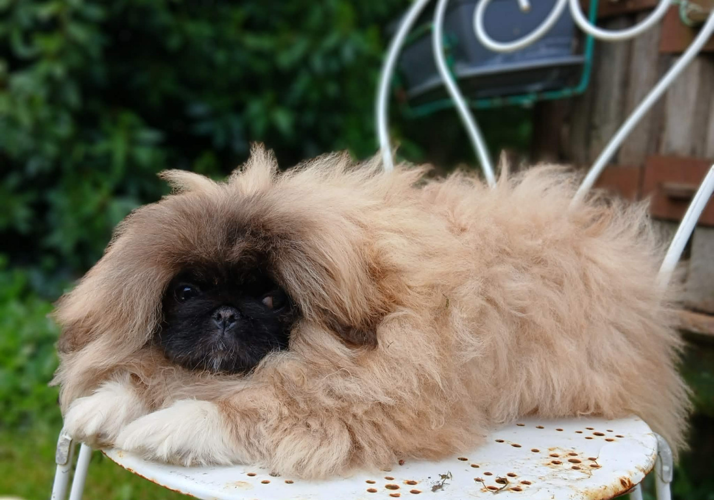 du jardin de vatsana - Chiots disponibles - Pekinois