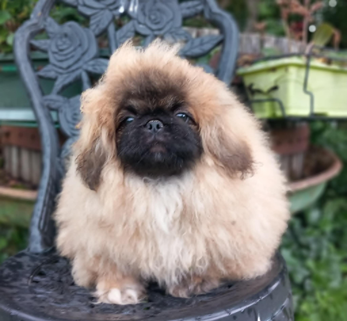 du jardin de vatsana - Chiots disponibles - Pekinois