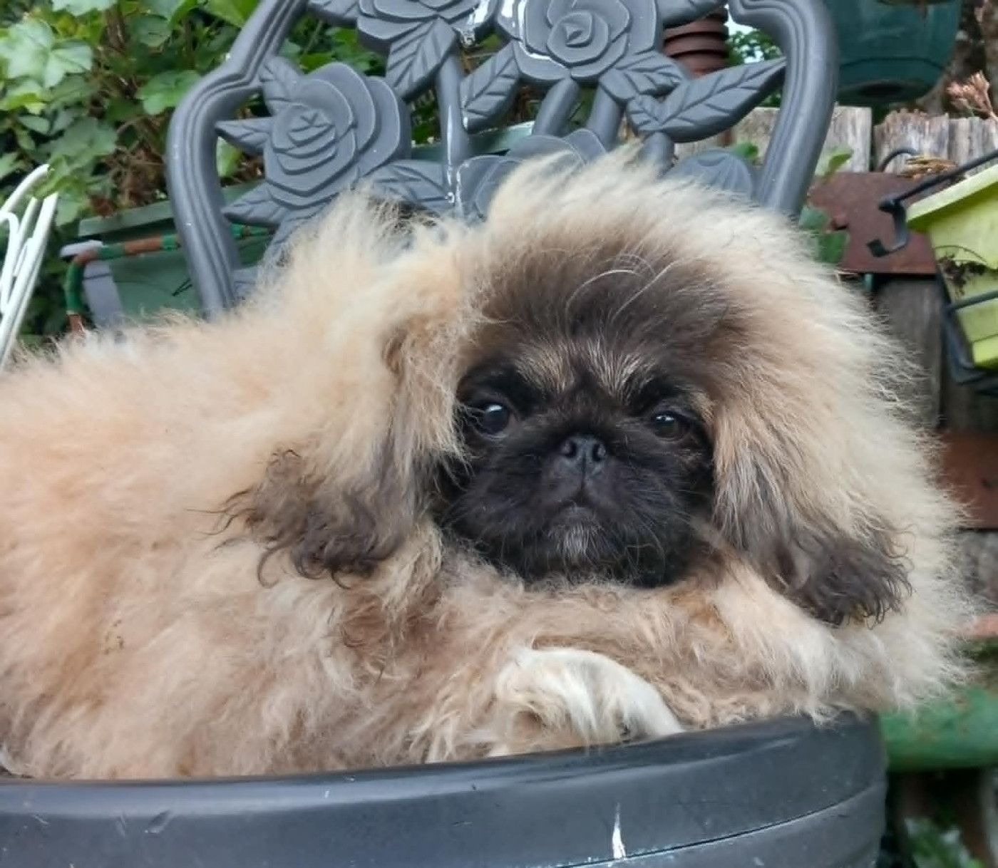 du jardin de vatsana - Chiots disponibles - Pekinois