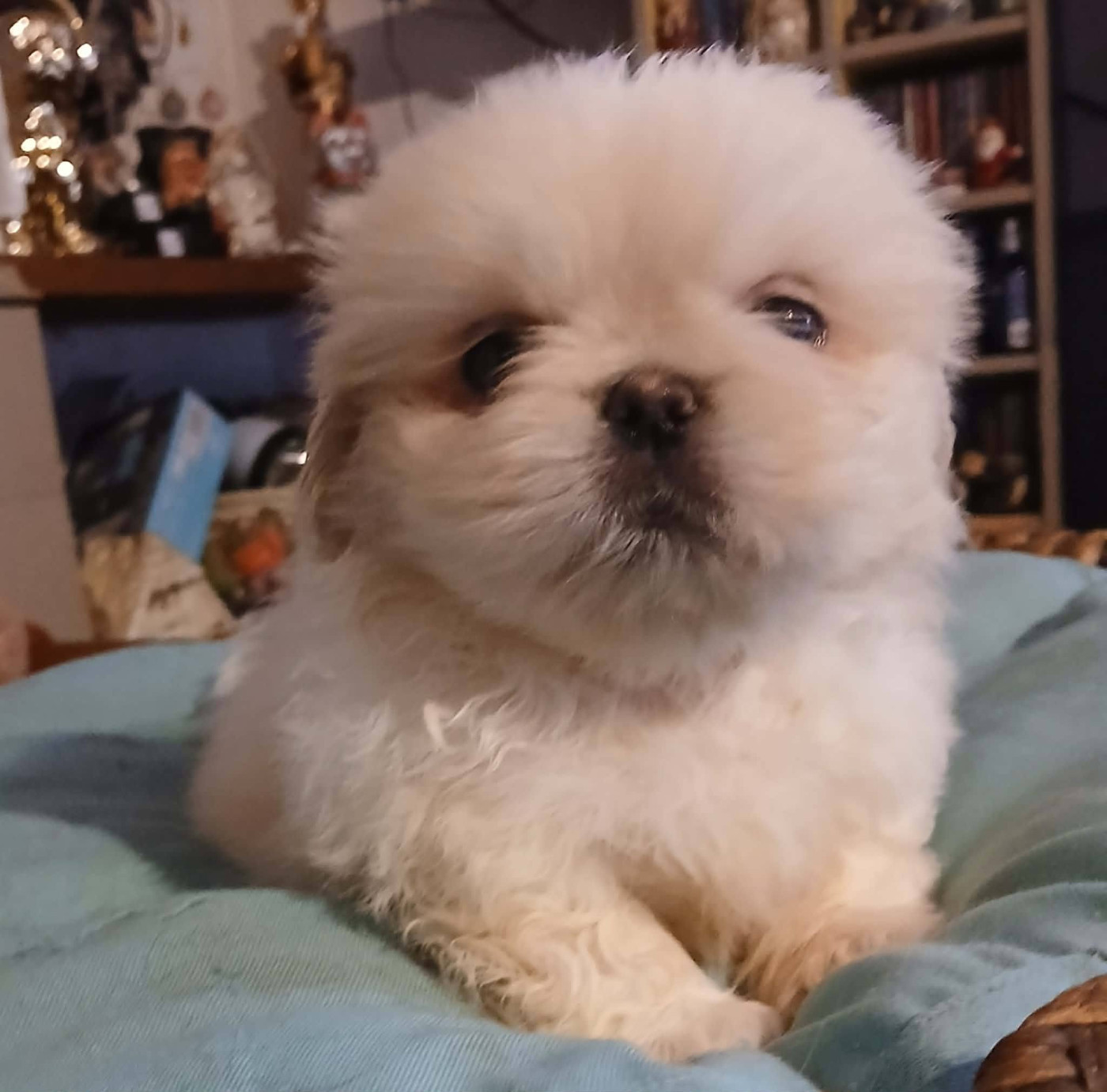 du jardin de vatsana - Chiots disponibles - Pekinois