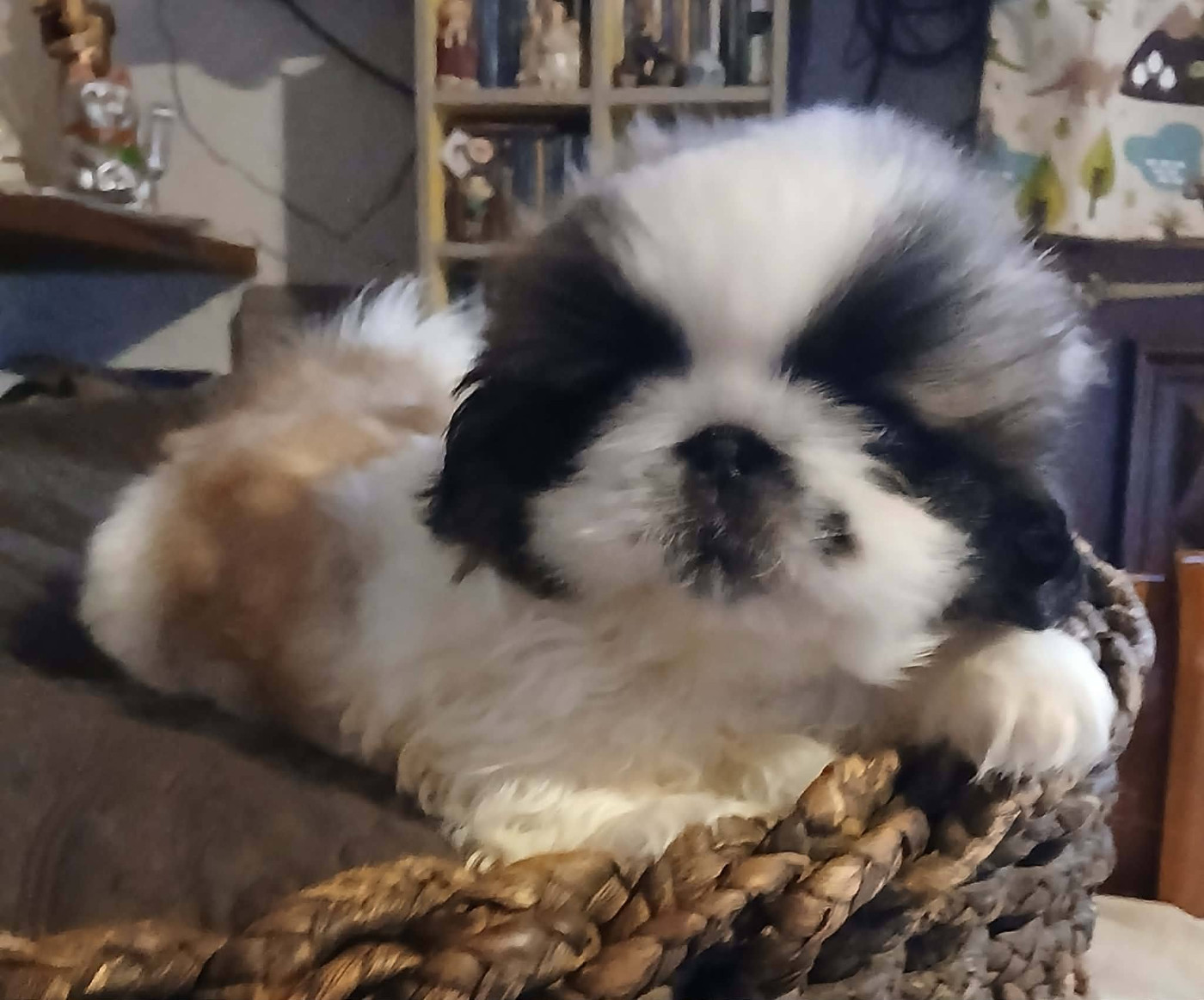 du jardin de vatsana - Chiots disponibles - Pekinois