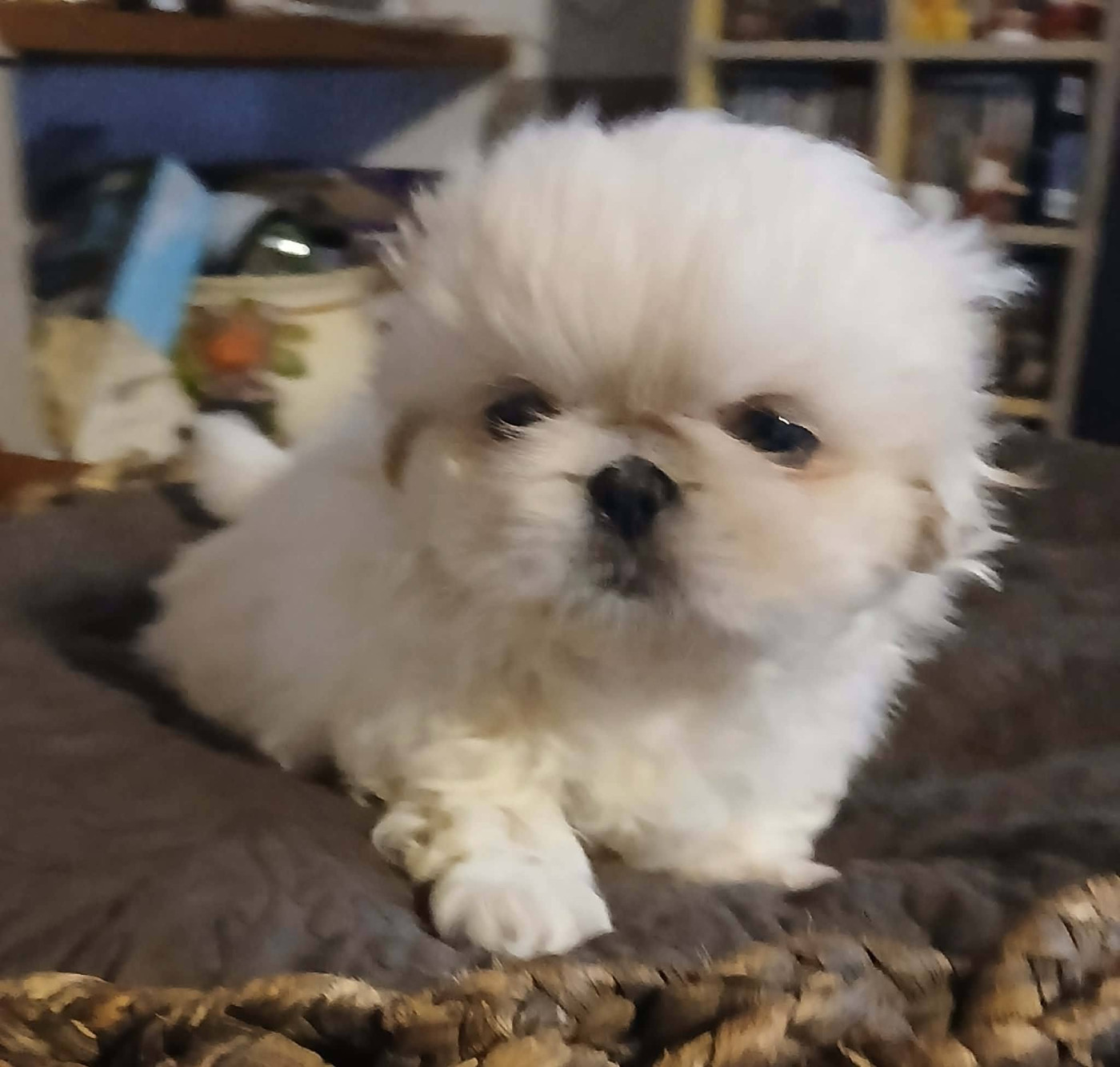 du jardin de vatsana - Chiots disponibles - Pekinois