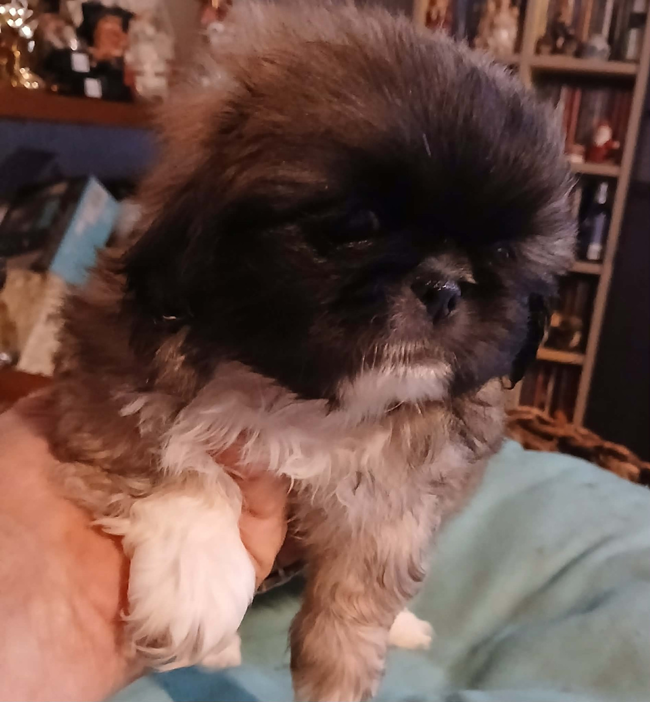 du jardin de vatsana - Chiots disponibles - Pekinois