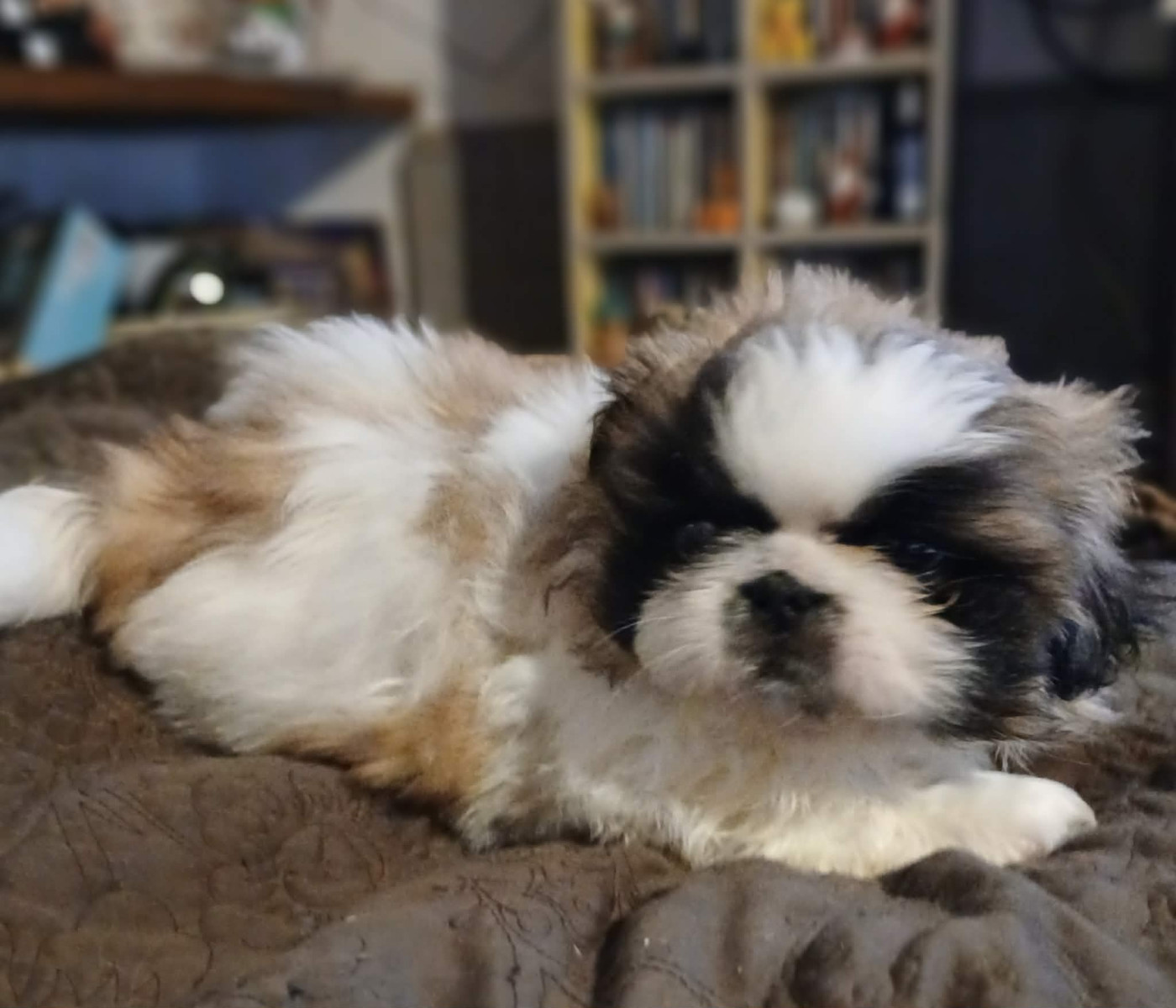 du jardin de vatsana - Chiots disponibles - Pekinois
