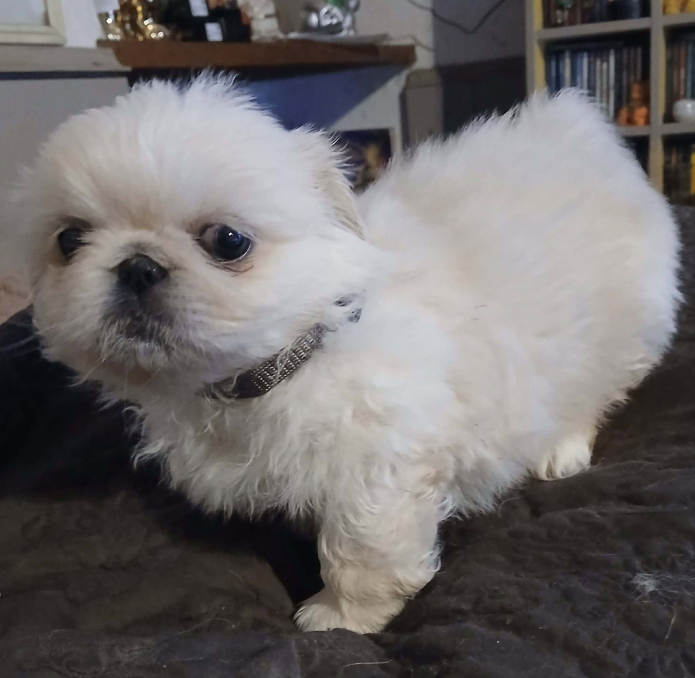 du jardin de vatsana - Chiots disponibles - Pekinois