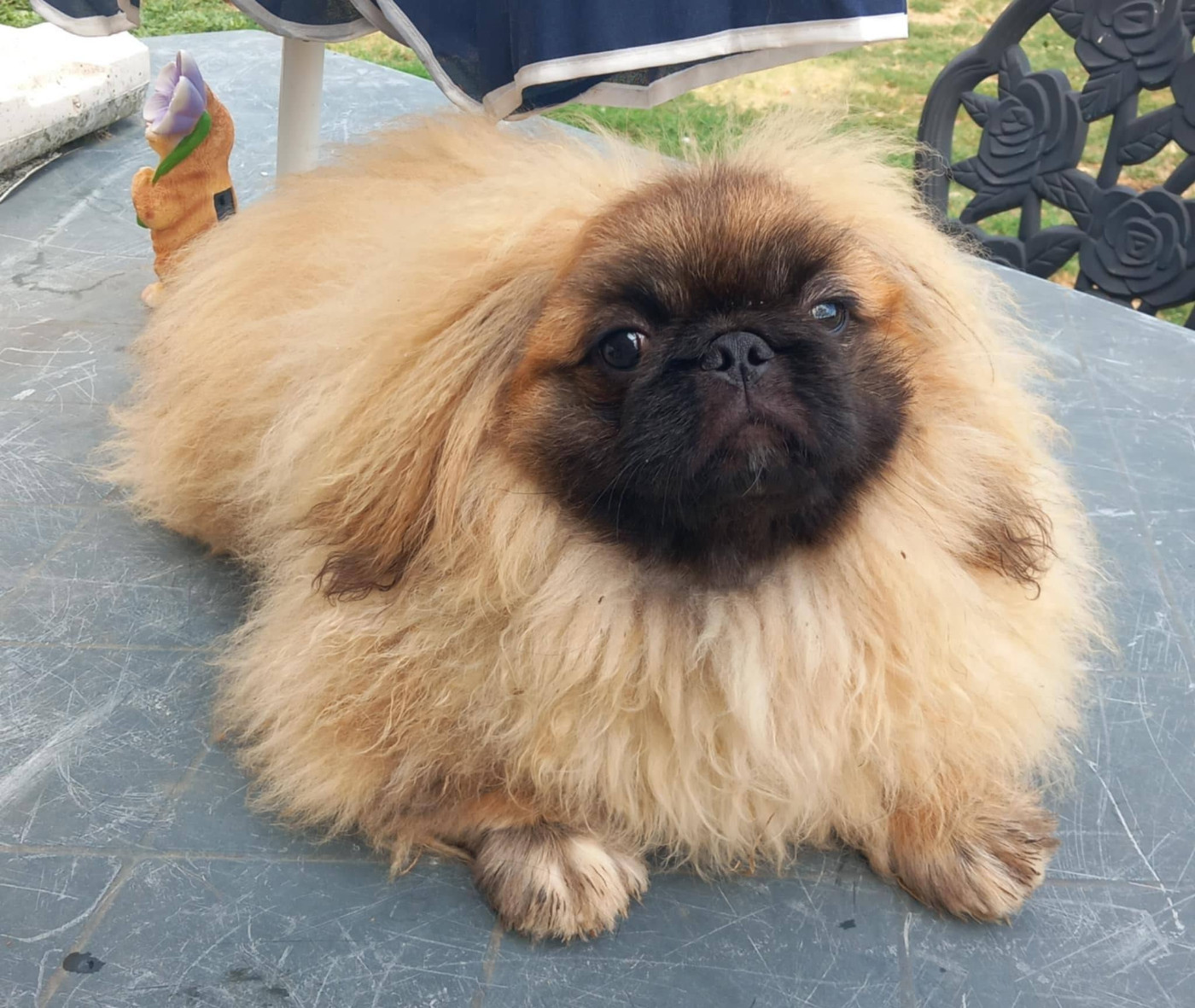 du jardin de vatsana - Chiots disponibles - Pekinois