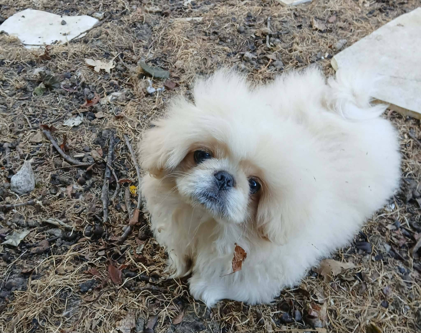 du jardin de vatsana - Chiots disponibles - Pekinois