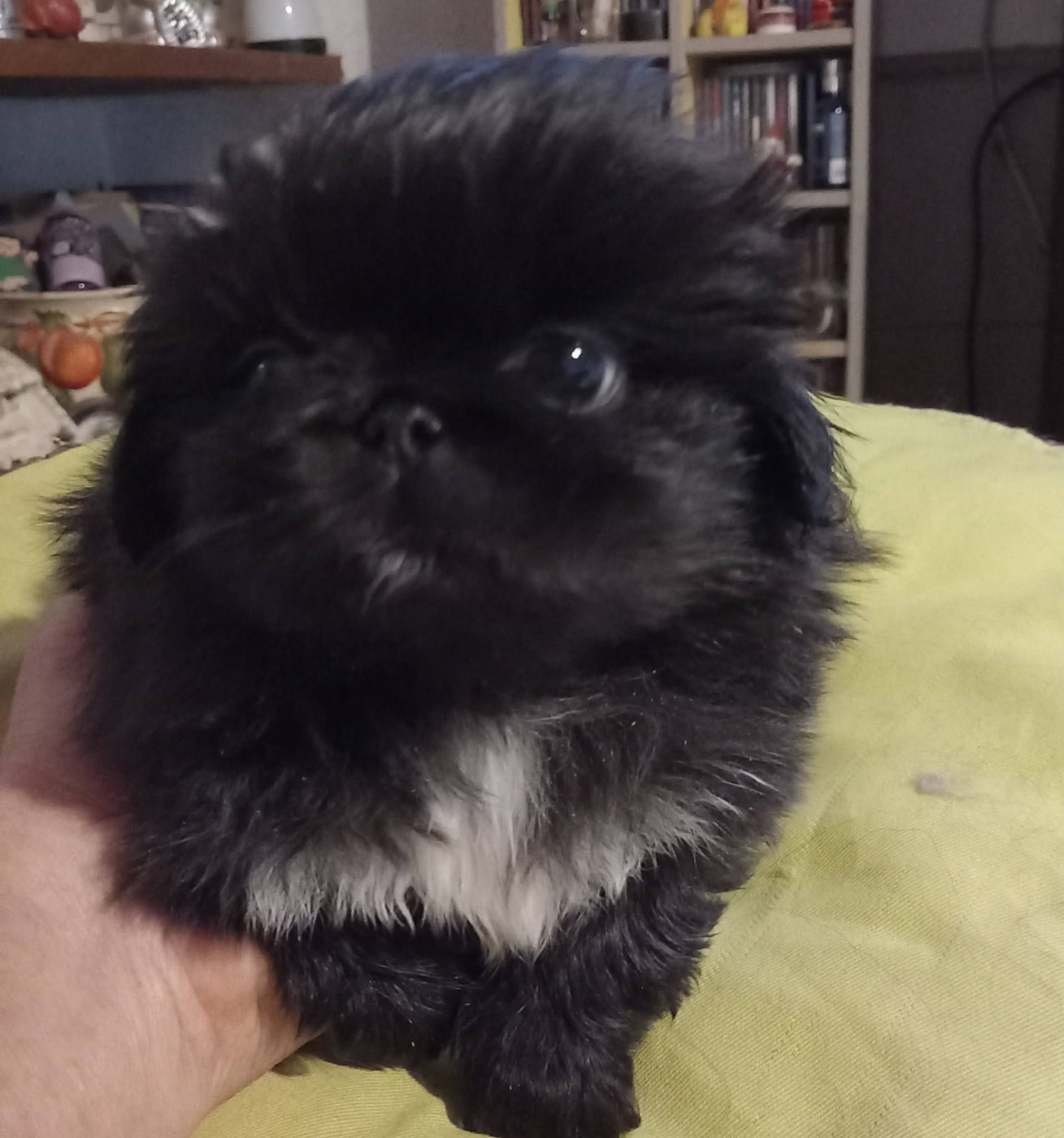du jardin de vatsana - Chiots disponibles - Pekinois
