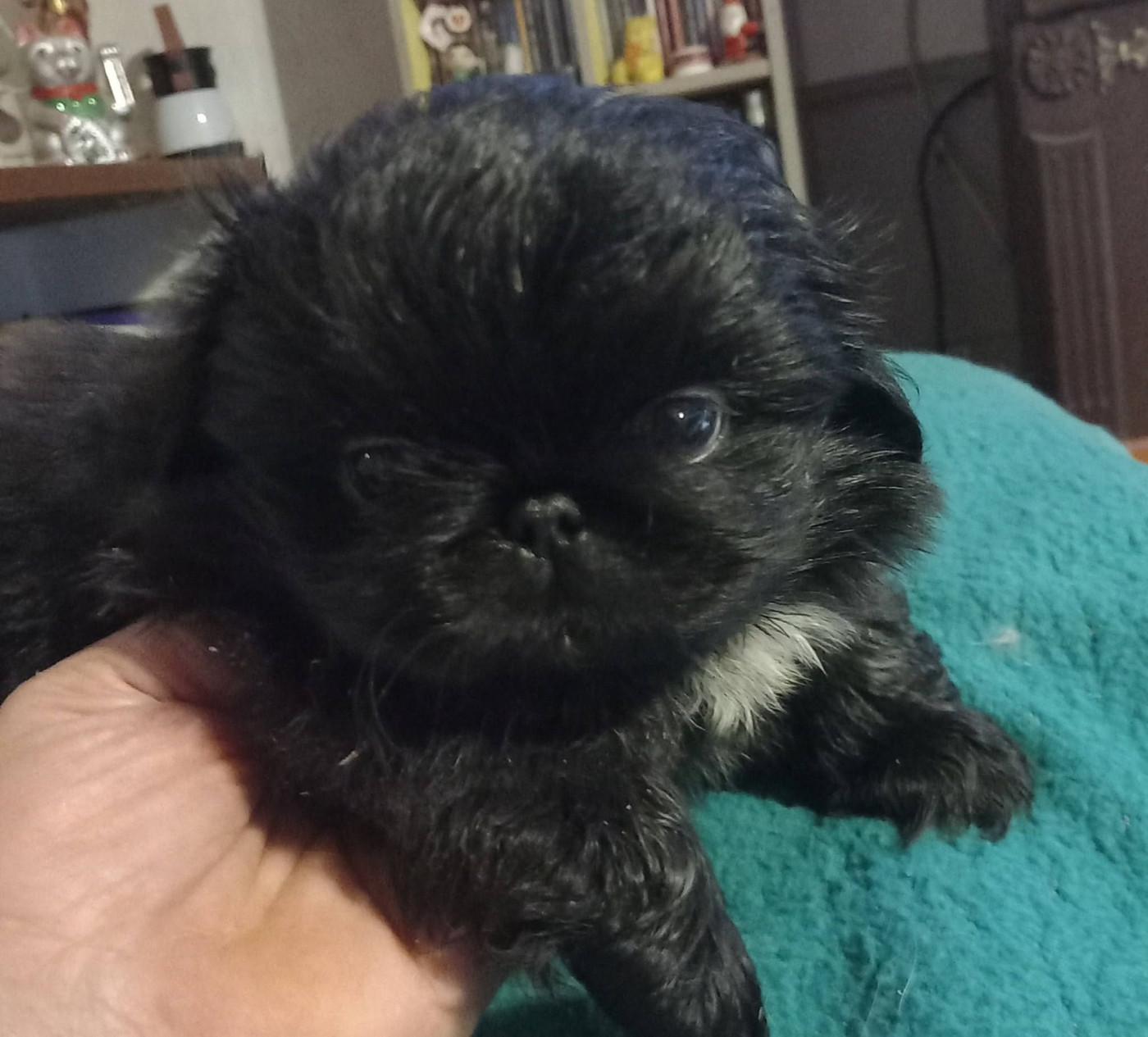du jardin de vatsana - Chiots disponibles - Pekinois
