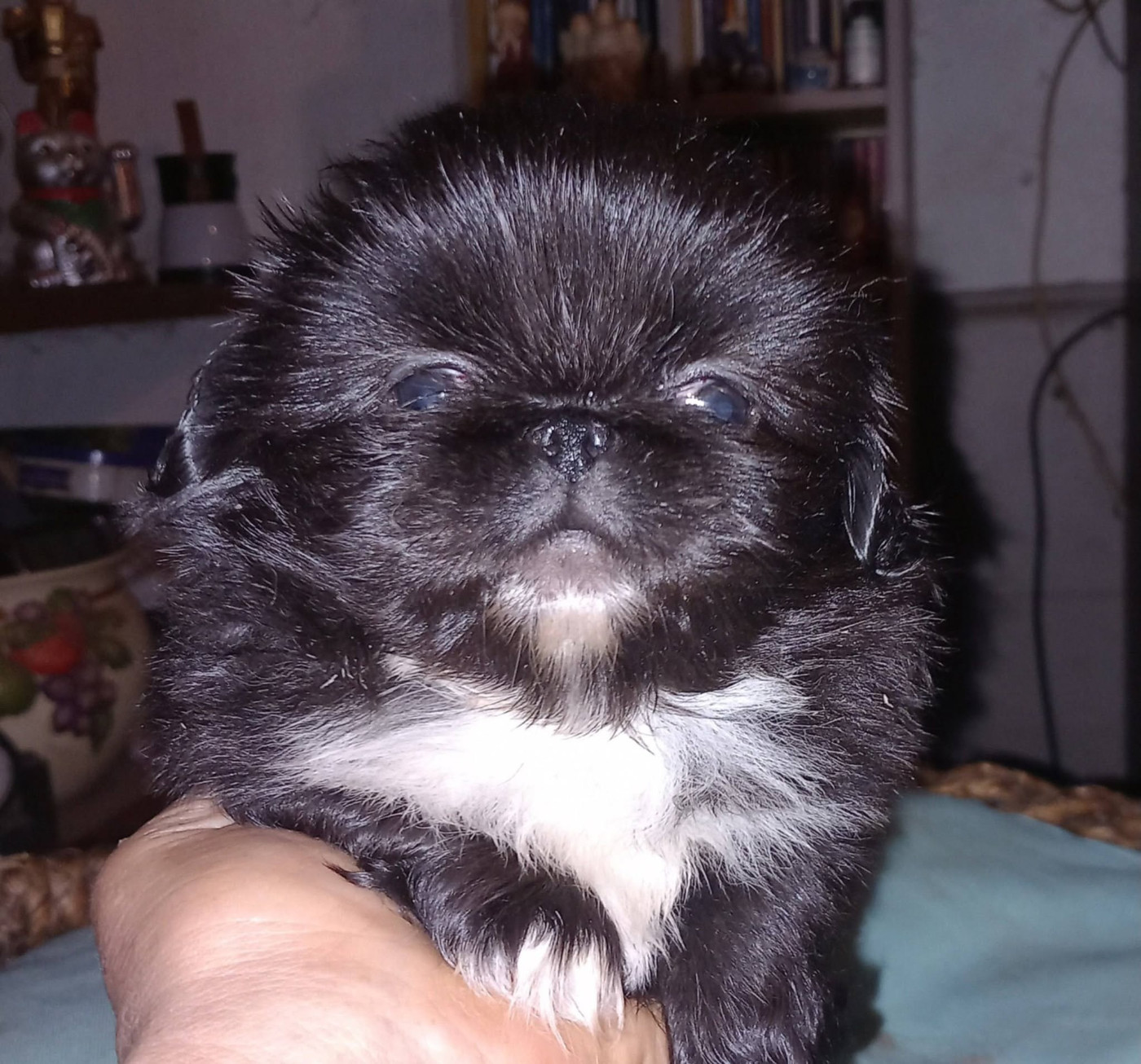 du jardin de vatsana - Chiots disponibles - Pekinois