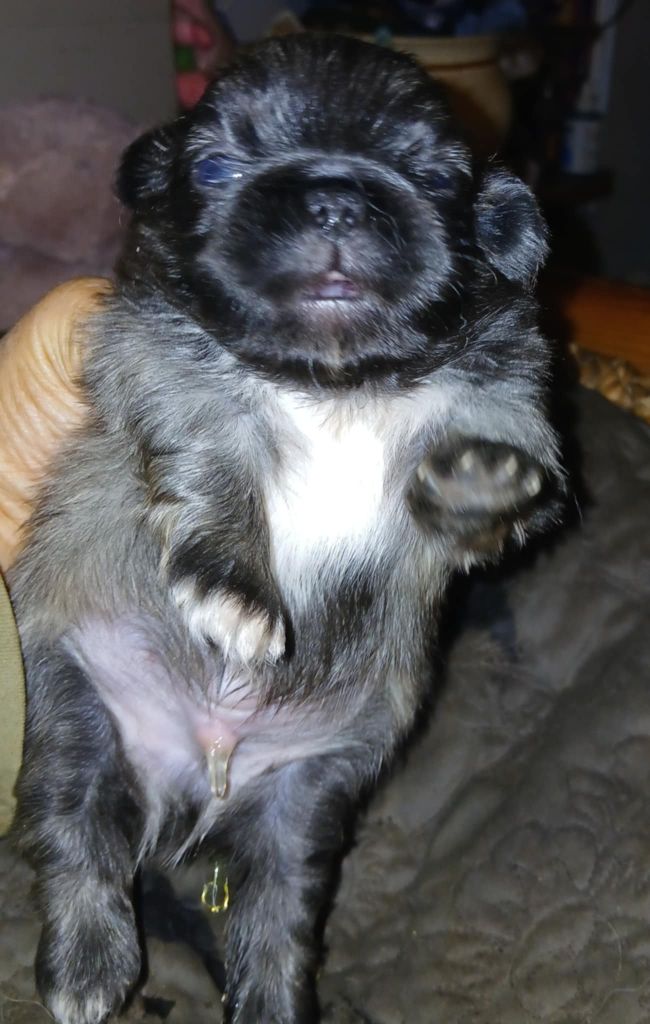 du jardin de vatsana - Chiots disponibles - Pekinois