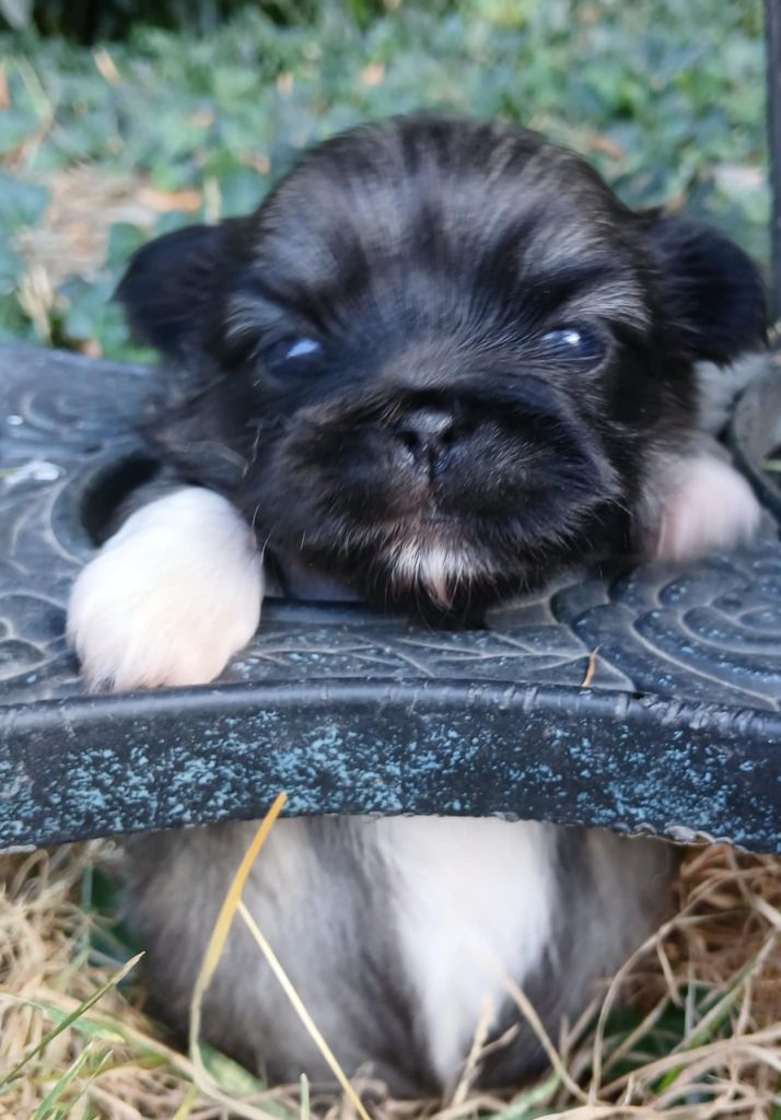 du jardin de vatsana - Chiots disponibles - Pekinois