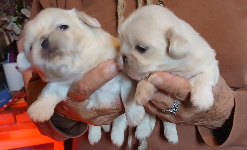 du jardin de vatsana - Chiots disponibles - Pekinois