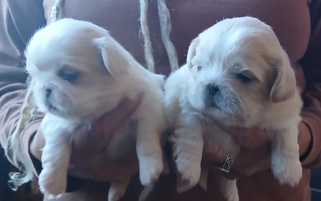 du jardin de vatsana - Chiots disponibles - Pekinois